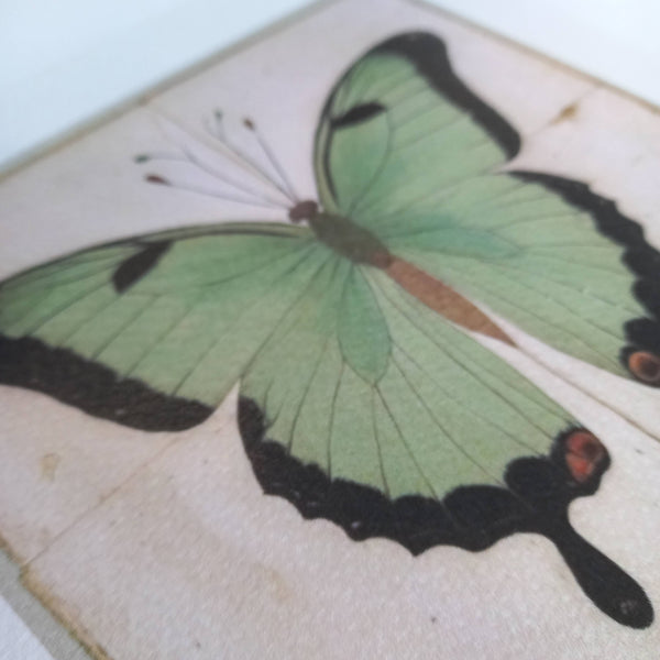 Green Butterfly framed (with blue ribbon and golden nail for hanging ) by Odalisque