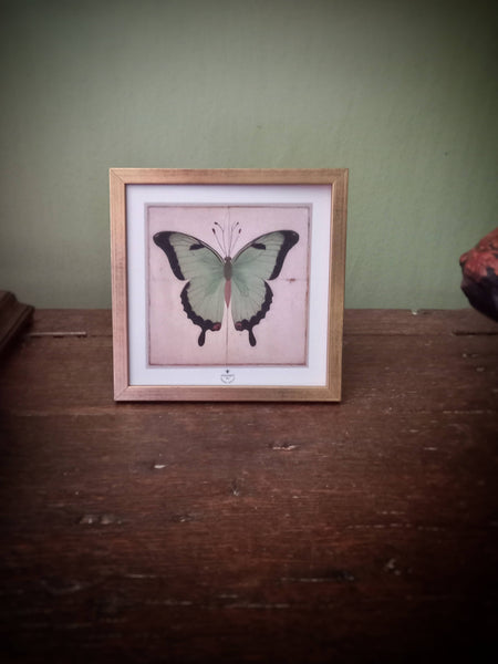 Green Butterfly framed (with blue ribbon and golden nail for hanging ) by Odalisque