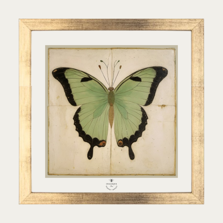 Green Butterfly framed (with blue ribbon and golden nail for hanging ) by Odalisque