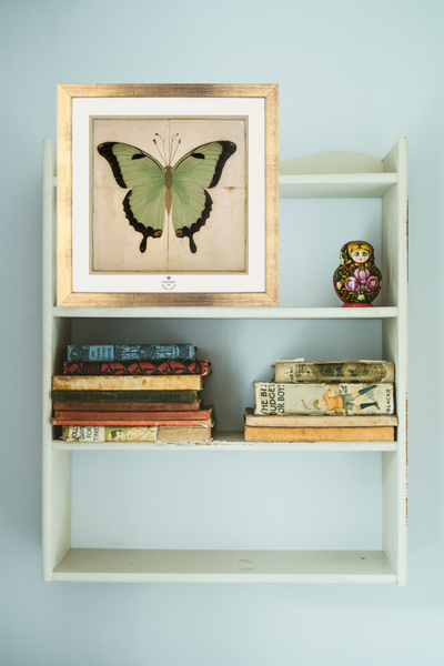Green Butterfly framed (with blue ribbon and golden nail for hanging ) by Odalisque
